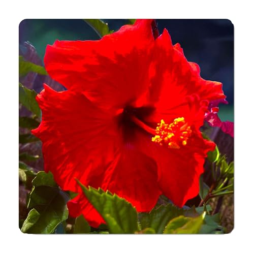 12 Best Low Maintenance Evergreen Shrubs for Front of House | UrbanOrganicYield.com Brilliant Red - Heirloom Tropical Hibiscus rosa-sinensis Live Plant Single Scarlet Flower...