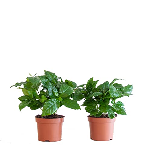 Planta del Café | Pack 2 Plantas | DECOALIVE | Plantas de Interior | Coffea Arabica