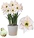 Amaryllis Zwiebel Picotee - 1 Blumenzwiebel in Großformat 26/30 - Exklusive Blumenzwiebeln Amarillis - Echte Pflanzen aus Holland - Hippeastrum Zwiebeln (keine Samen, Wachs und nicht künstlich)
