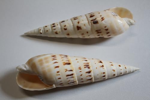 Terebra Maculata Seashells, 5-7 Inches, Natural Cream and Brown Pattern, Craft Quality, 2 Pieces SS-469