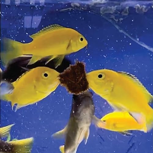 Freeze Dried California Blackworms - All Natural - (100+ Cubes) - Perfect for Marine & Tropical Aquariums - High Protein, No Preservatives - Ideal Live Blackworms Alternative Fish Food (25 Grams)