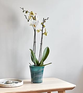 Ecoware 7468T 13.5 cm Internal Diameter Recyclable Glass Flared Orchid Planter (Teal)