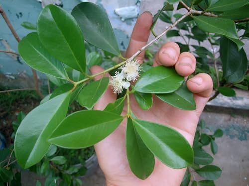 Image of Strawberry Guava Live Plant Pack of 1 | Sweet Red Fruit Tree for Home Garden, Balcony, Organic Terrace Farming | High Yield Tropical Guava Plant for Indian Climate