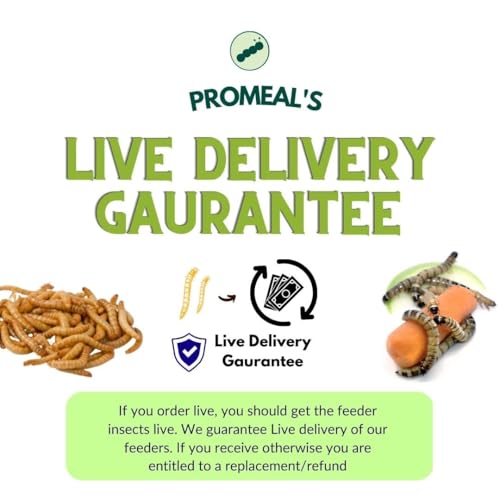 Image of Live Larvae Big Size Superworms - Hight Protein Treat Food for Aquarium Fishes Like Arowana, Flowerhorn & Birds, Reptiles, Monkeys & Other Pets for All Life Stages (50 Superworms)