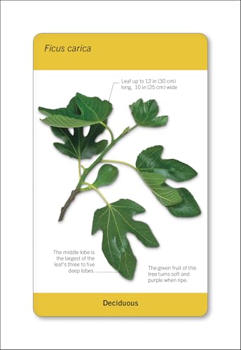 Our World in Pictures Trees of the World Flash Cards (DK Our World in Pictures) - Image 6