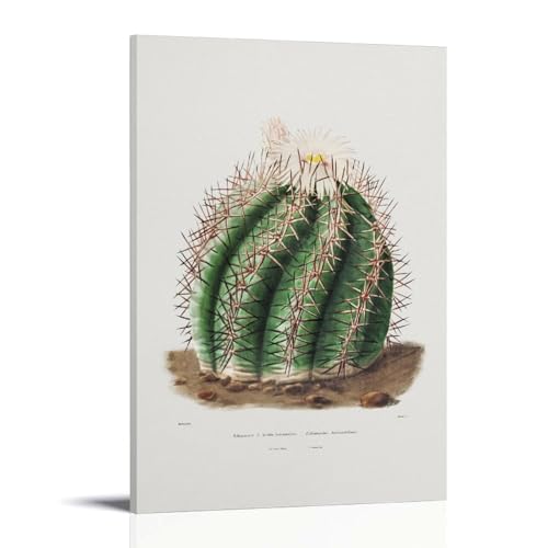 Turk's Head Cactus by Charles Antoine Lemaire�A�[�g���[�N�{�[�h�A�E�H�[���X�e�b�J�[�A�C���e���A�f�U�C���|�X�^�[�A�����◾�̑����A�V�z�j���̃M�t�g�B 20x30inch(50x75cm) Frame-style