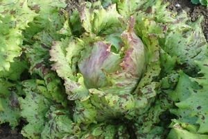 OMAXE Lettuce IVONINA Batavia Variety !!Sold by RAUNAK SEEDS, Delhi !! !!AVG 30-50 Seeds X2 Packs!! (B01IZRSGZK) Amazon Price History, Amazon Price Tracker