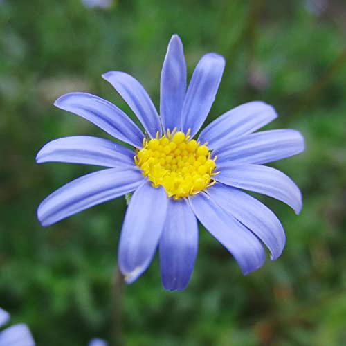 Blue Daisy Seeds Felicia Amelloides Perennial Drought Tolerant Showy Attract Butterflies Low Maintenance Bed Border Edging Patio Container Outdoor 50Pcs Flower Seesd By Yegaol Garden #TOP1