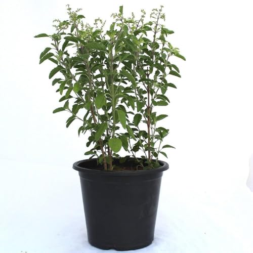 Image of Live Holy TULSI Plant, MEDICIAN Tulsi with Pot for Home Garden, Pooja AND OFFICE