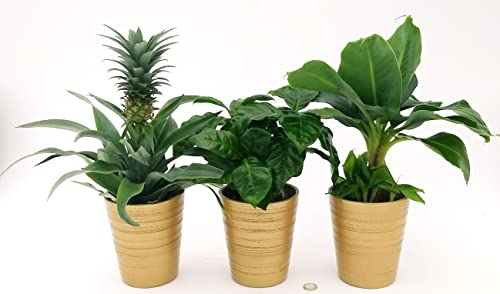 POWERS TO FLOWERS - PIANTA DEL BANANO, PIANTA DEL CAFFE', PIANTA DELL'ANANAS, TRIS PIANTE DA FRUTTO TROPICALI, IN VASO CERAMICA ORO, vaso13CM, piante vere