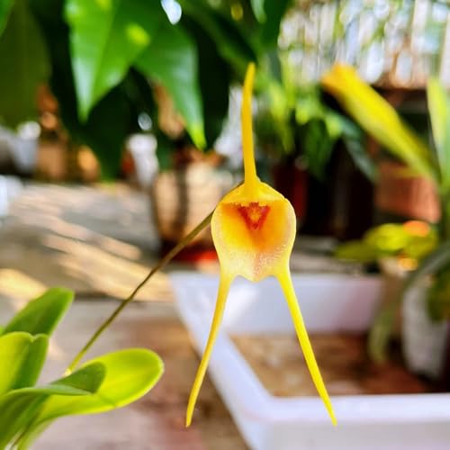 affen orchidee - deko wohnzimmer bodendecker alte sorten steingarten balkon...