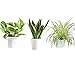 GOOD HOMES INDIA pack of 3 Money Plant & Spider Plant & Snake Plant | Good Luck Plant | Indoor Live Plant | Office Desk Balcony | Indoor Plants For Living Room | Indoor Plants With Pots