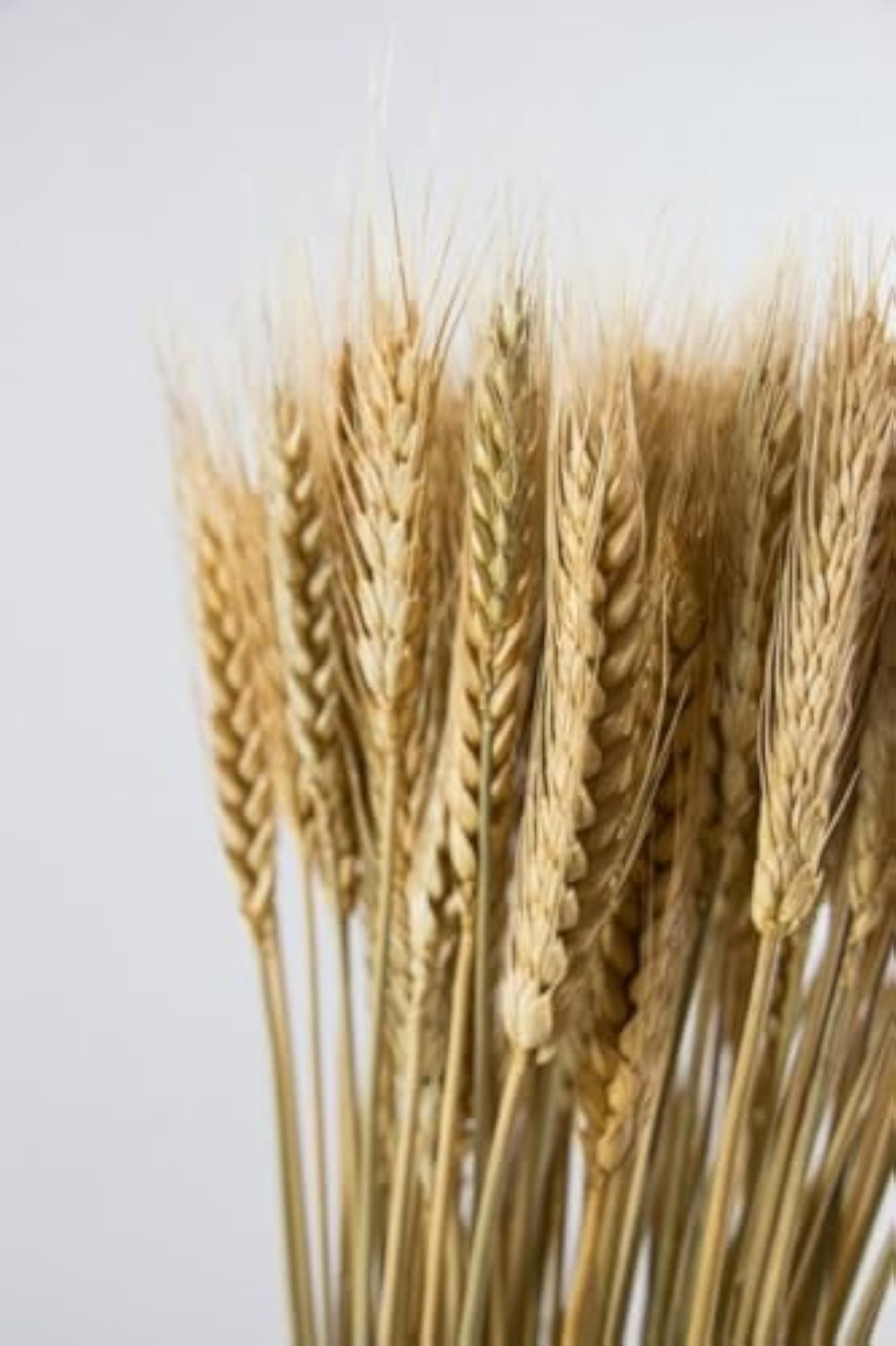Natural Dried Wheat Stalks Bundle, Rustic Home Decor