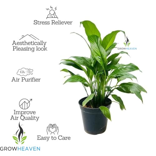 Image of Live Peace Lily Plant Flower Plants Peacelilly Plant Indoor Outdoor FlowerIng Plant With Black plastic Pot For Home & Garden Decore Pack Of 1 (LIVE PEACE LILY PLANT) (Peacelily Plants) (Live Plants)