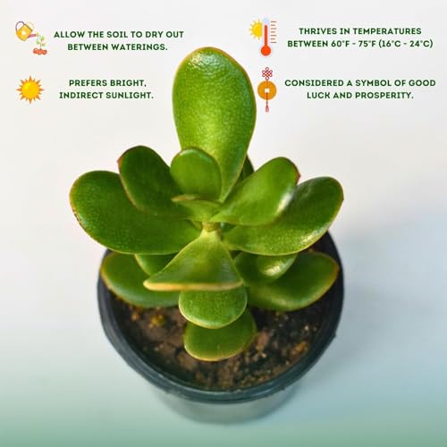 Image of Crassula Live Succulent Plant with Pot | Easy-Care Jade /Money Plant for Home & Office | Lucky Indoor Air-Purifying Plant for Table, Shelf & Decor | Fresh Healthy Plant