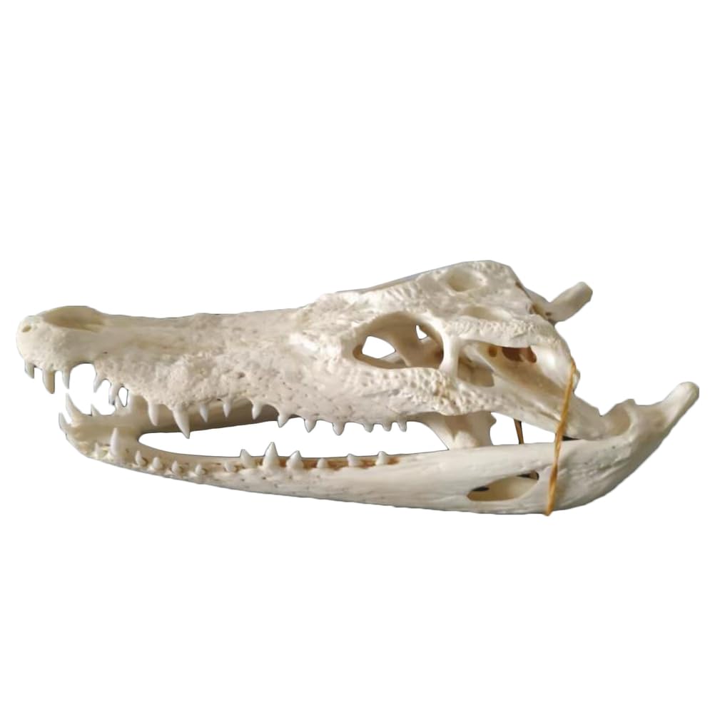 13.77inch Krokodil Schädel Exemplar Tier Krokodil Schädel Kopf Harz Handwerk Modell Hohe simulierte Tier Schädel Replik für Halloween Requisiten, Wissenschaft Lehre