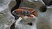 Nationwide Fish Live Fish - 6 Eureka Red Peacock Aulonocara African Cichlid 1.25