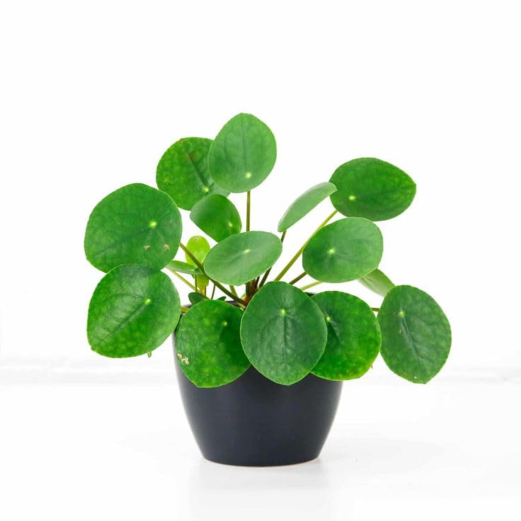 Rare Live Chinese Money Plant Pilea Peperomioides Indoor/Outdoor Plant Live (pack of 1 With Black) (B0CYPP5M84) Amazon Price History, Amazon Price Tracker