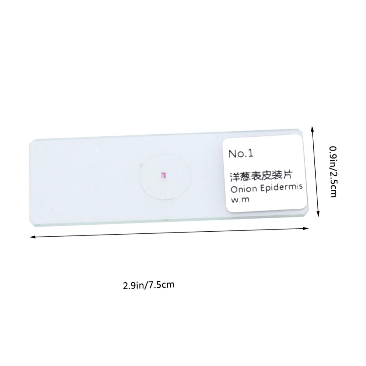 CIYODO Glass Microscope Specimen Slides Set/Plants Animals Specimen Slides for Boys and Girls