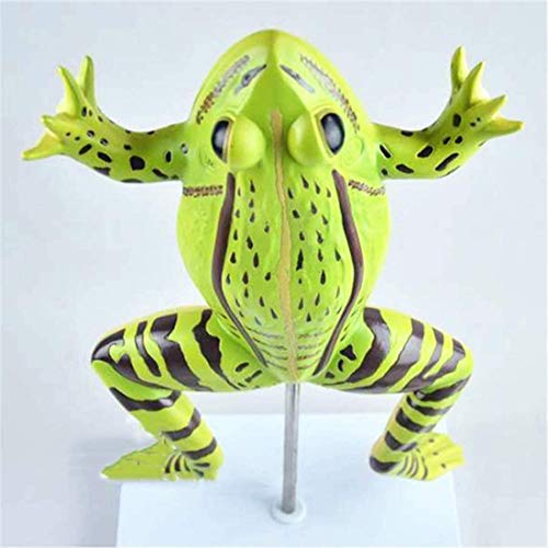 4D Vision Frog Anatomy Model, 23 Part Puzzle Of Frog