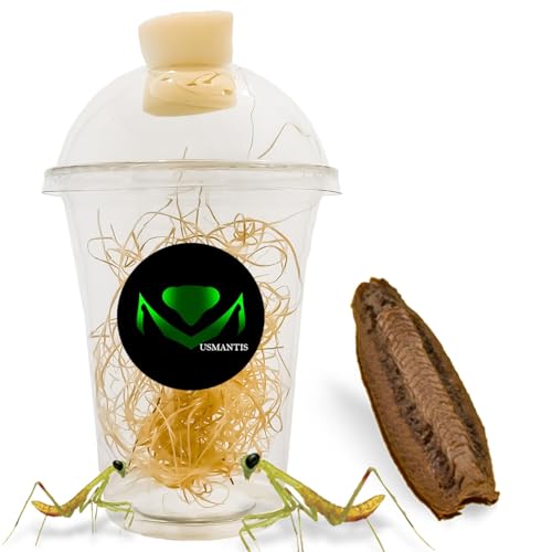 USMANTIS Carolina Praying Mantis Egg Cases Hatching Habitat Cup (Pack of One Case) - Package Comes with a Transparent Habitat Cup, Each Egg Case Produces Approximately 50 to 200 Baby Nymphs mantises