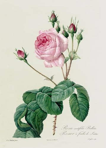 Tableaux modernes Rosa Centifolia habillage mur vide grand format 60x90