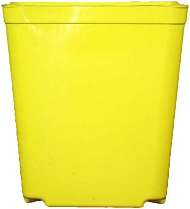 Square Orchid Pot - 6 Pack (5.5 Inch Jumbo, Yellow)