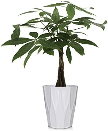 Just Add Ice 303653 Money Tree, 5", Green
