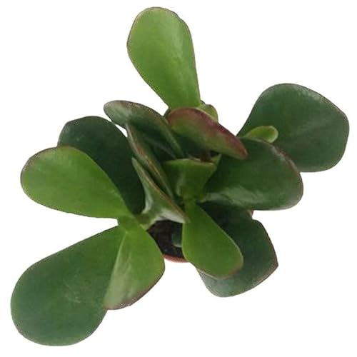 Jade Planta de Interior Suculenta Natural de Cuidado Fácil