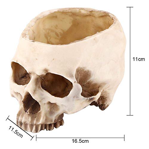 Amazon.com: Strnek 11.5cm Open Skeleton Skull Figurine Medium Bowl