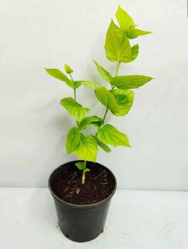 Image of HariGuru Shiuli Flower Plant (HYBRID)