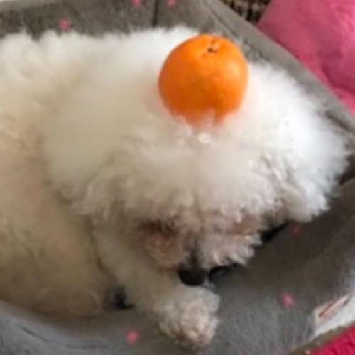 キャンプ初日 身体つき番付 ほぼ全選手語り