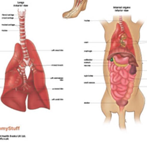Image of Anatomy Lab Canine Internal Anatomy Poster, LAMINATED, Veterinary Anatomy and Physiology, 17.3 x 22.5 Inches, Dog Internal Organ Diagram, Animal Anatomical Chart for Education Learning and Students