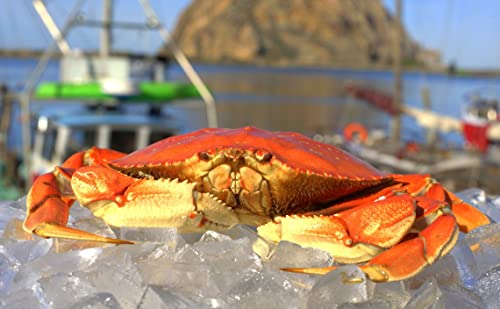 Fresh Cooked Dungeness Crabs (6 Large Cleaned Crabs)