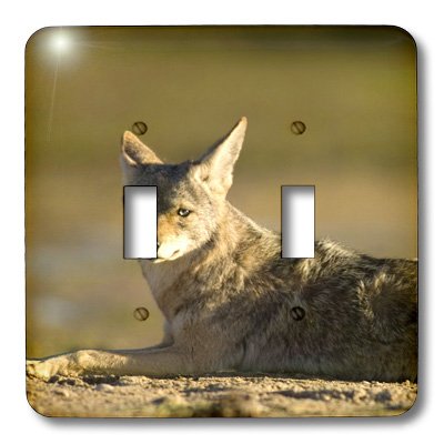Interrupteur double 3dRose lsp_86792_2 Coyote Steve Kazlowski décor