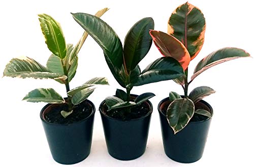 POWERS TO FLOWERS - FICUS ROBUSTA VERDE, BELIZE e TINEKE, 3 PIANTE vaso 12cm, piante vere