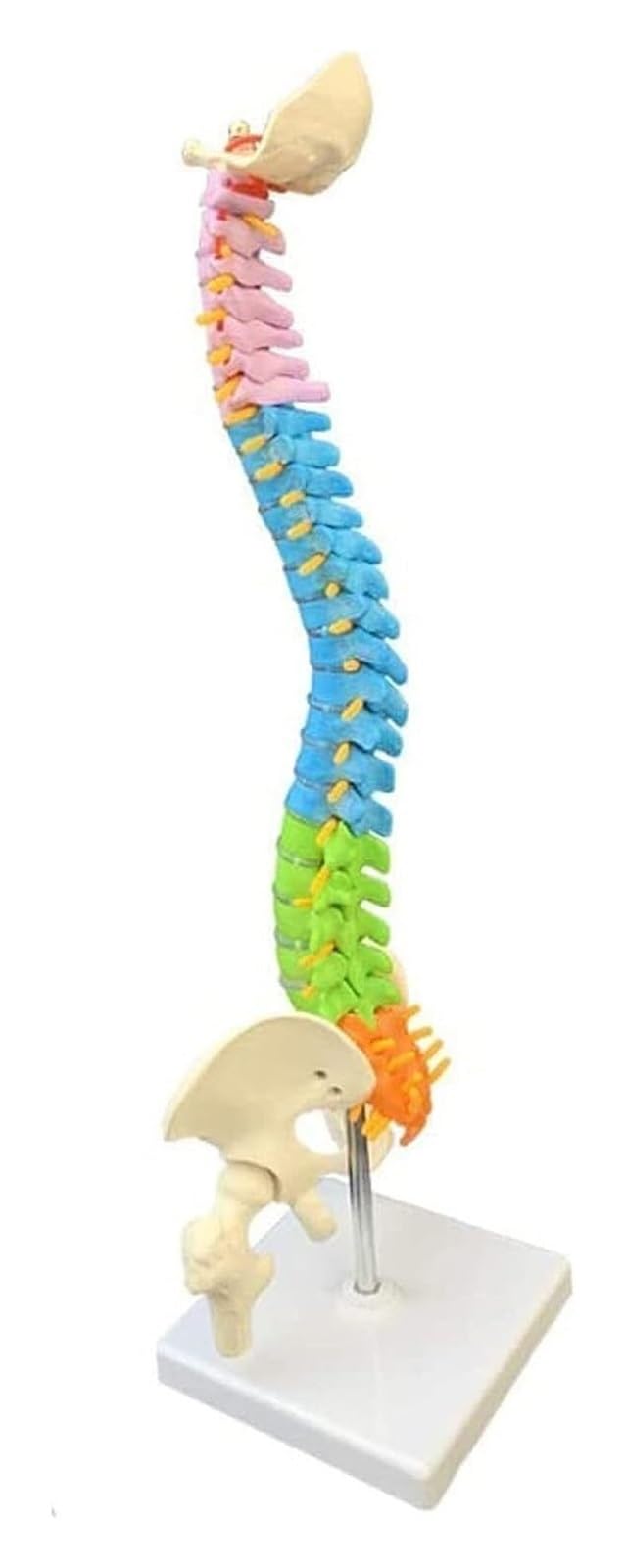 Columna vertebral de 45 cm modelo anatómico educativo con sacro pelvis y media pierna