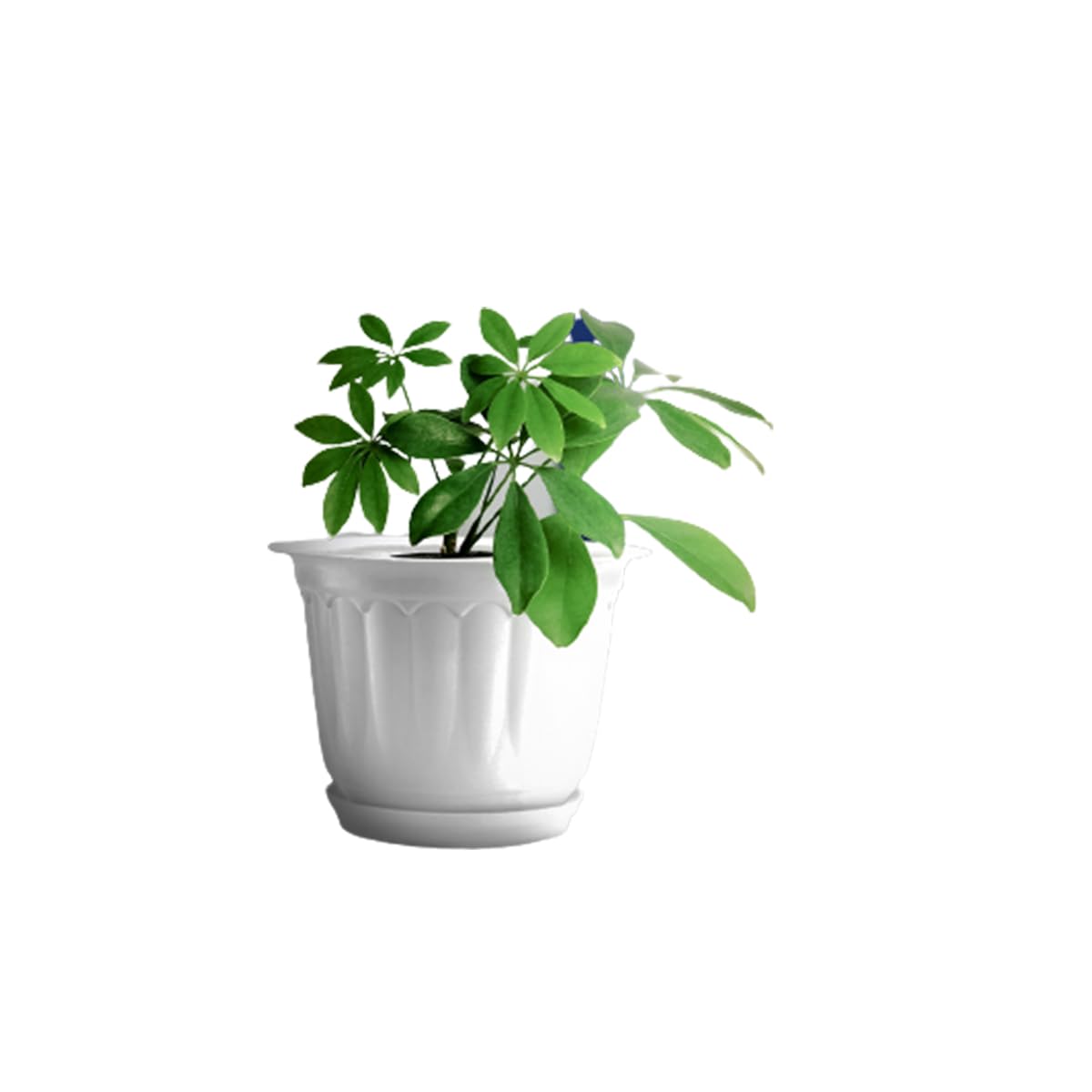 See full amazon price history chart for Gardens Designer 10-Inch(25.4cm) Fancy White Jasmine Flower Pots with Bottom Tray | Royal Look for Indoor/Outdoor Home, Office, and Garden Décor – Set of 5 | White Gardens Designer 10-Inch(25.4cm) Fancy White Jasmine Flower Pots with Bottom Tray | Royal Look for Indoor/Outdoor Home, Office, and Garden Décor – Set of 5 | White (B0BHT9NFKZ) Amazon Price History, Amazon Price Tracker