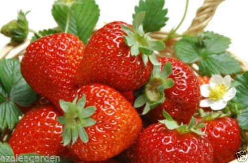 Creative Farmer Rare Strawberries Red Gardens Fruit Heirloom Fragaria Ananassa (B07N5FJZ1C) Amazon Price History, Amazon Price Tracker