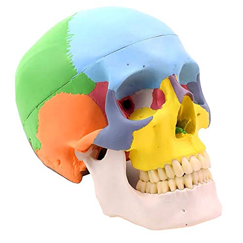 Anatomical Skull Model, YOUYA DENTAL 3-Part Didactic Human Skull Puzzle, Life Size Colored Natural Size Dental Anatomical Human Skull Model for Colorful Medical Anatomy and Dental Teaching