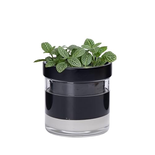 Phoenix Vine 4 Inch Self Watering Terracotta...