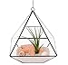 Produktbild Asvert 15,5cm Glasterrarium Pflanze Blumentopf Geometrische Diamant Desktop Garten Pflanzer von Mindful Design dekorative Terrarium Cube (Keine Pflanzen)