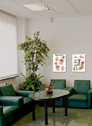 Foot and Ankle, Hand and Wrist Anatomical Poster Set, size 12Wx17T - Thumbnail 4