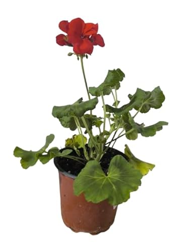 Pelargonium zonale, Geranio, Color Rojo