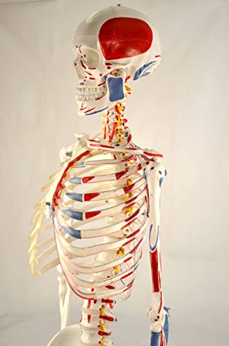 Wellden Medical Life-Size Anatomical Human Skeleton Model, Muscular Painted, Numbered, 170Cm, W/Nerves, Stand Included #TOP3