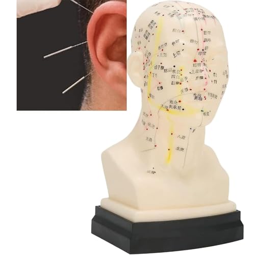 Modèle d'acupuncture de tête pour mémoriser facilement les points du visage complet