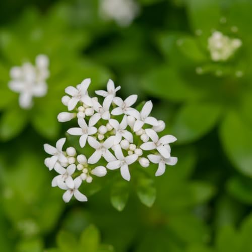 semillas de asperilla - Jardín de hierbas de interior, plantas exóticas resistentes Plantas aromáticas, flores de otoño resistentes, Plantas de cobertura del suelo resistentes, hierbas 125pcs