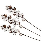 Sluffs 3er-Pack 60 cm, 10 Baumwollkapseln, Natürliche Baumwollstiele, Kapok-Trockenblumen, Eisenb...