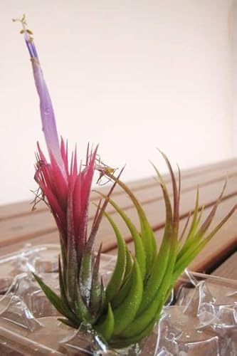 �y��q�zTillandsia Ionantha���`�����W�A�^�e�B�����W�A�E�C�I�i���^���G�A�v�����c����q10�� [���s�A���i]