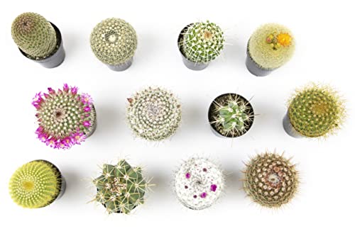 Altman Plants, Assorted Cactus Plants Live Cactus Decor (12Pk), Cactus Plant Live Succulents Plants Live In Cactus Soil Potting Mix, Live Cacti Plants Live Succulent Plants Live Plants In Cactus Pot #TOP1